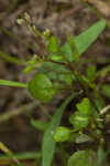 Roadside bittercress